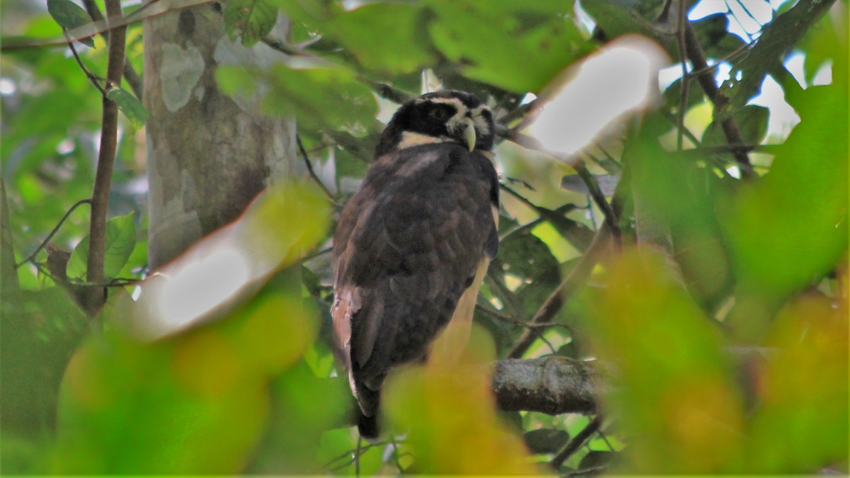 Spectacled Owl - ML182324601