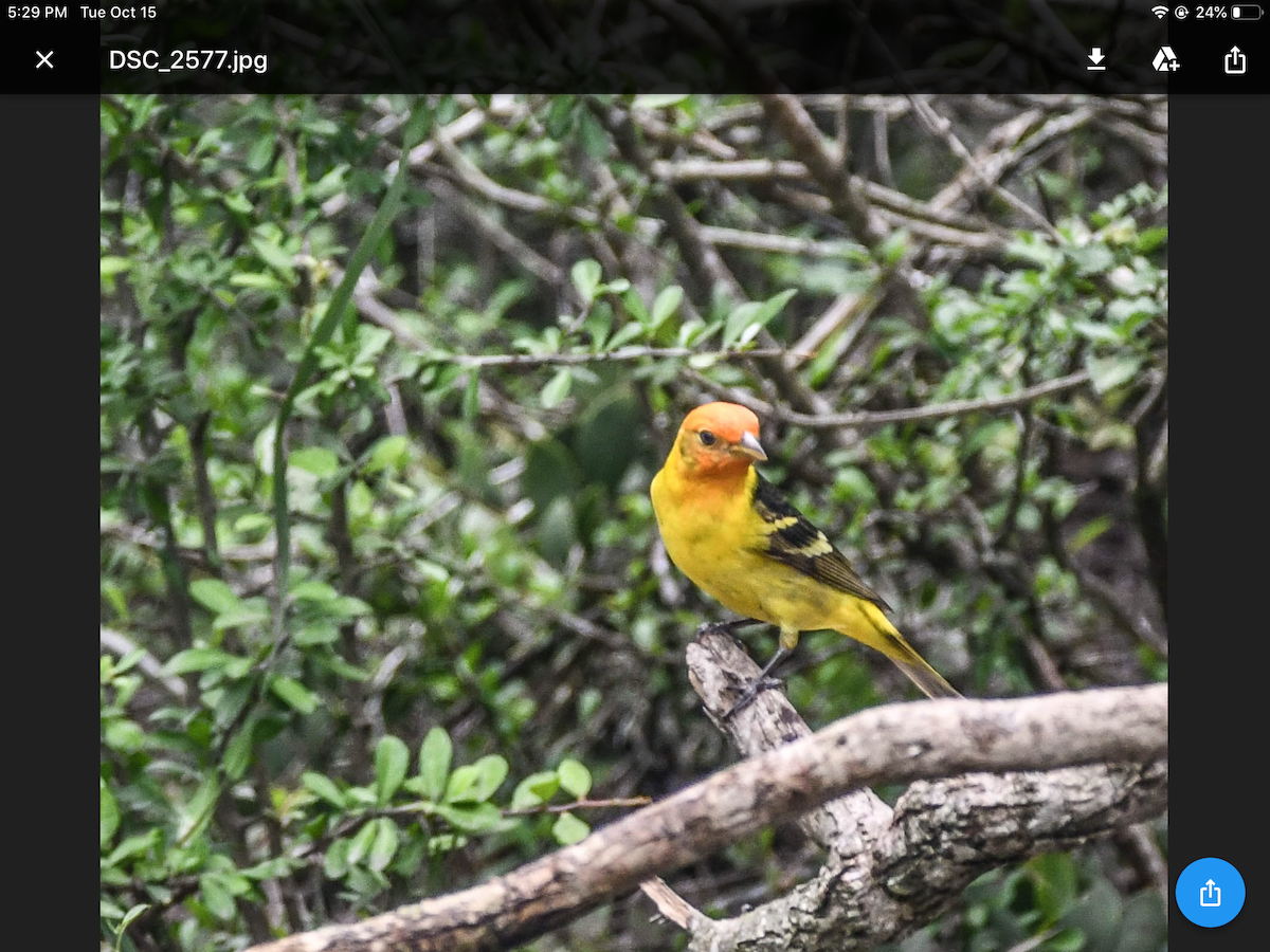 Western Tanager - ML182327091