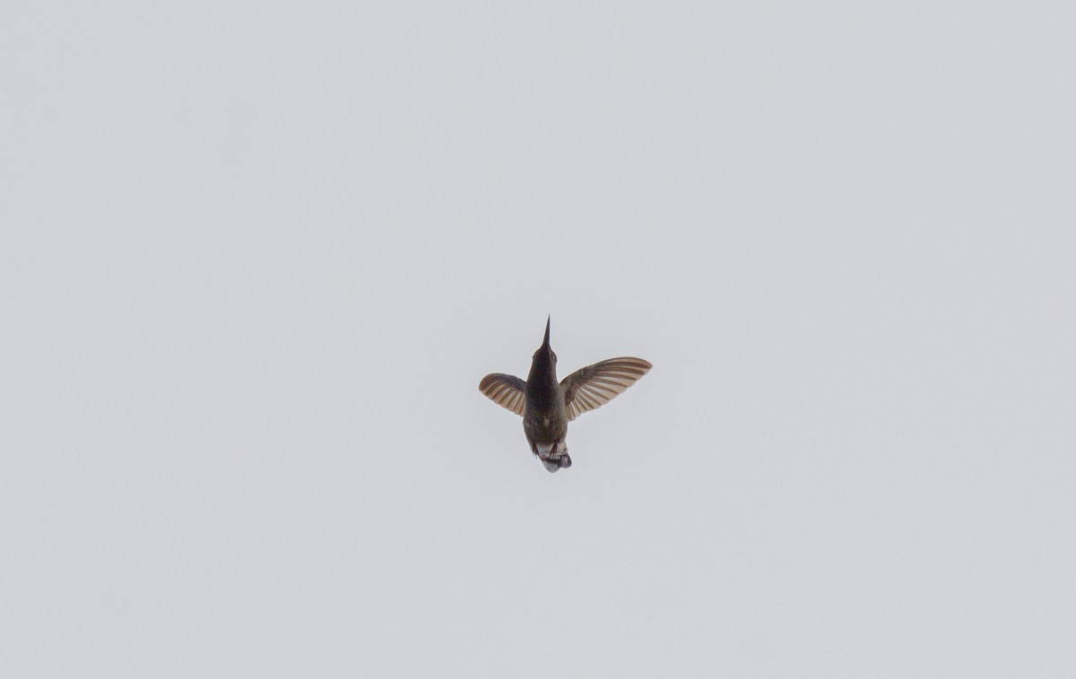 Scaly-breasted Hummingbird - Luis Trinchan