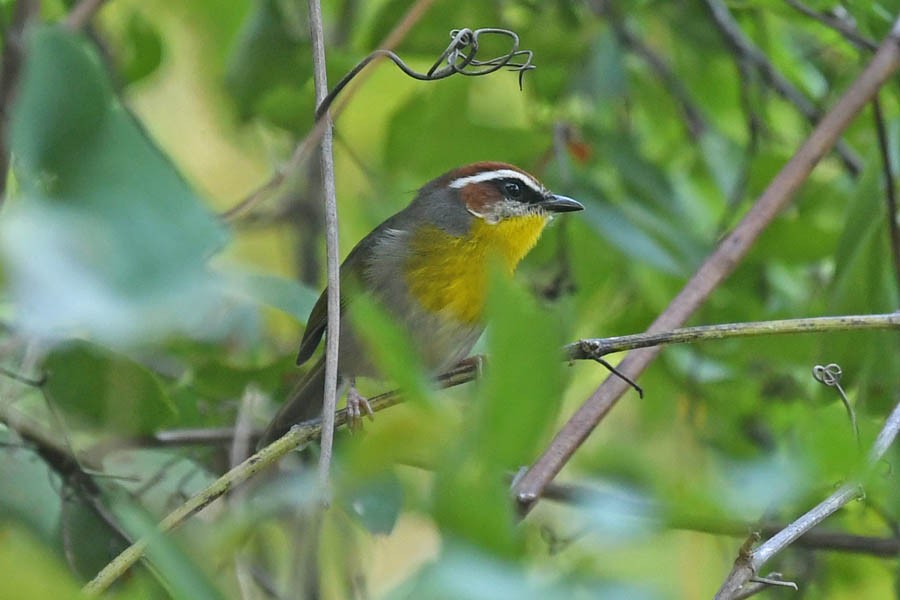 Rufous-capped Warbler - ML182335631