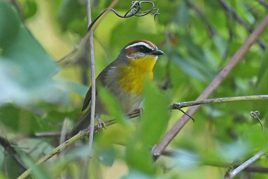 Rufous-capped Warbler - ML182335651