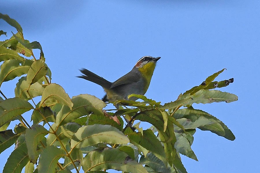 Rufous-capped Warbler - ML182335661