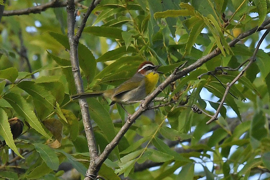 Rufous-capped Warbler - Troy Hibbitts