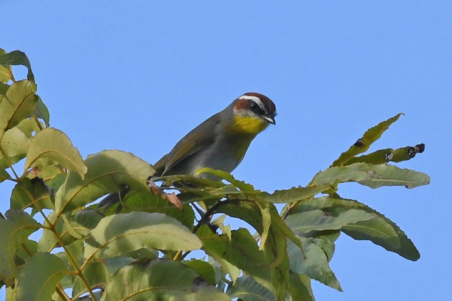 Rufous-capped Warbler - ML182335711