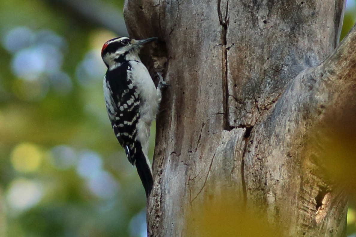 Hairy Woodpecker - Robert Mercer