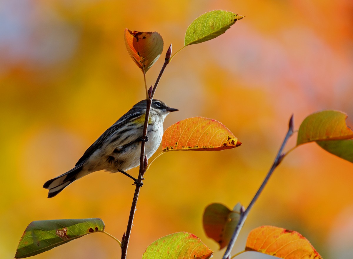 Yellow-rumped Warbler (Myrtle) - Larry Van Brunt