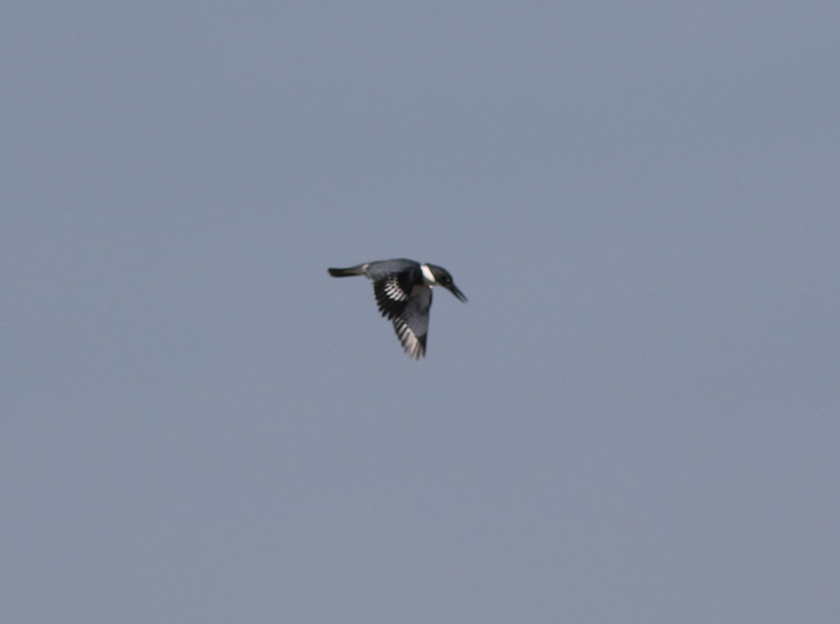 Belted Kingfisher - ML182341731