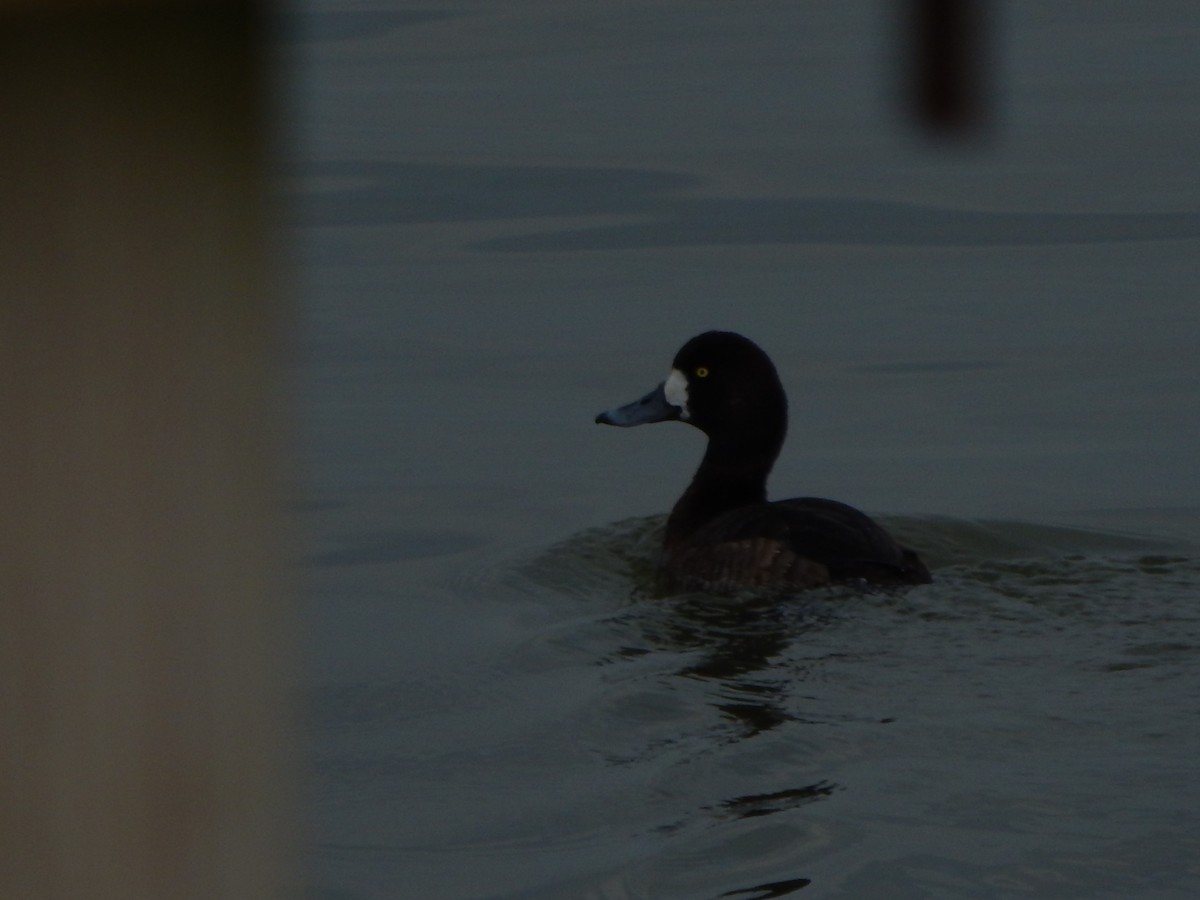 Greater Scaup - ML182343821