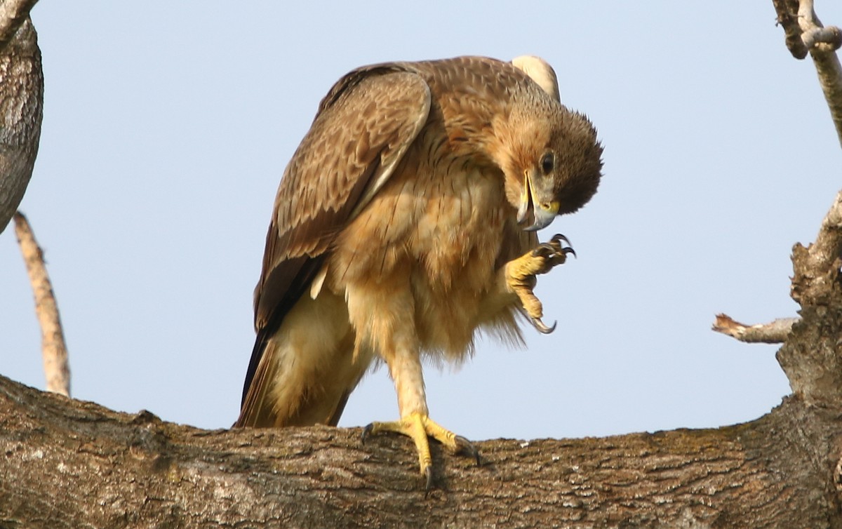 Bonelli's Eagle - Bhaarat Vyas