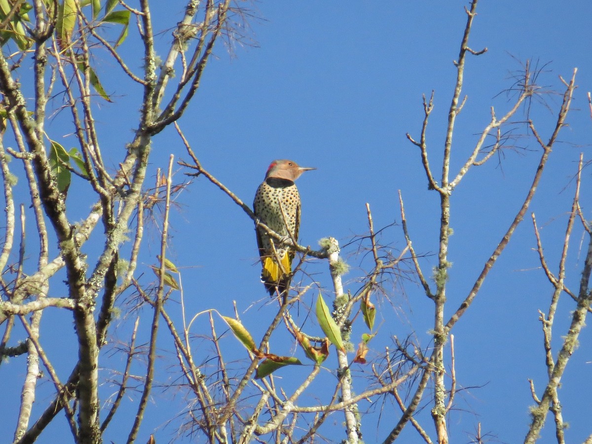 Northern Flicker (Yellow-shafted) - ML182352561