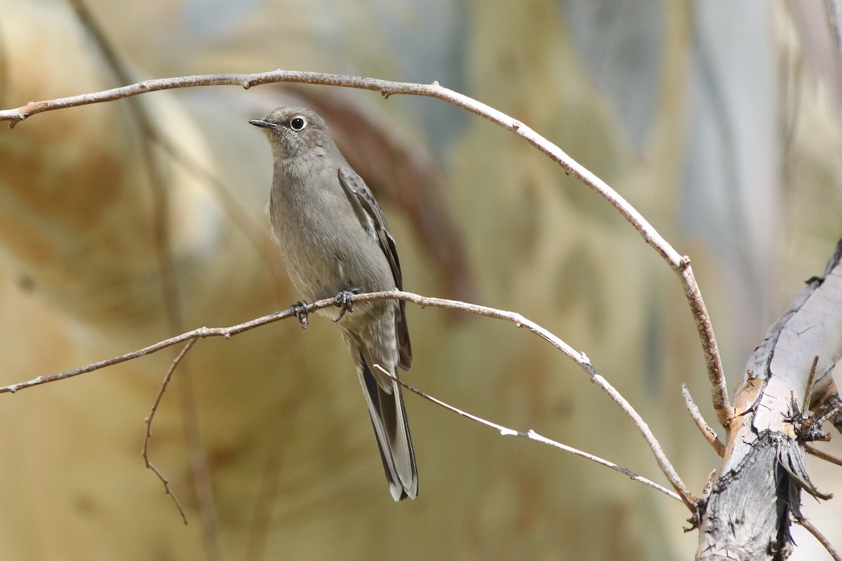 Townsend's Solitaire - Robert McNab
