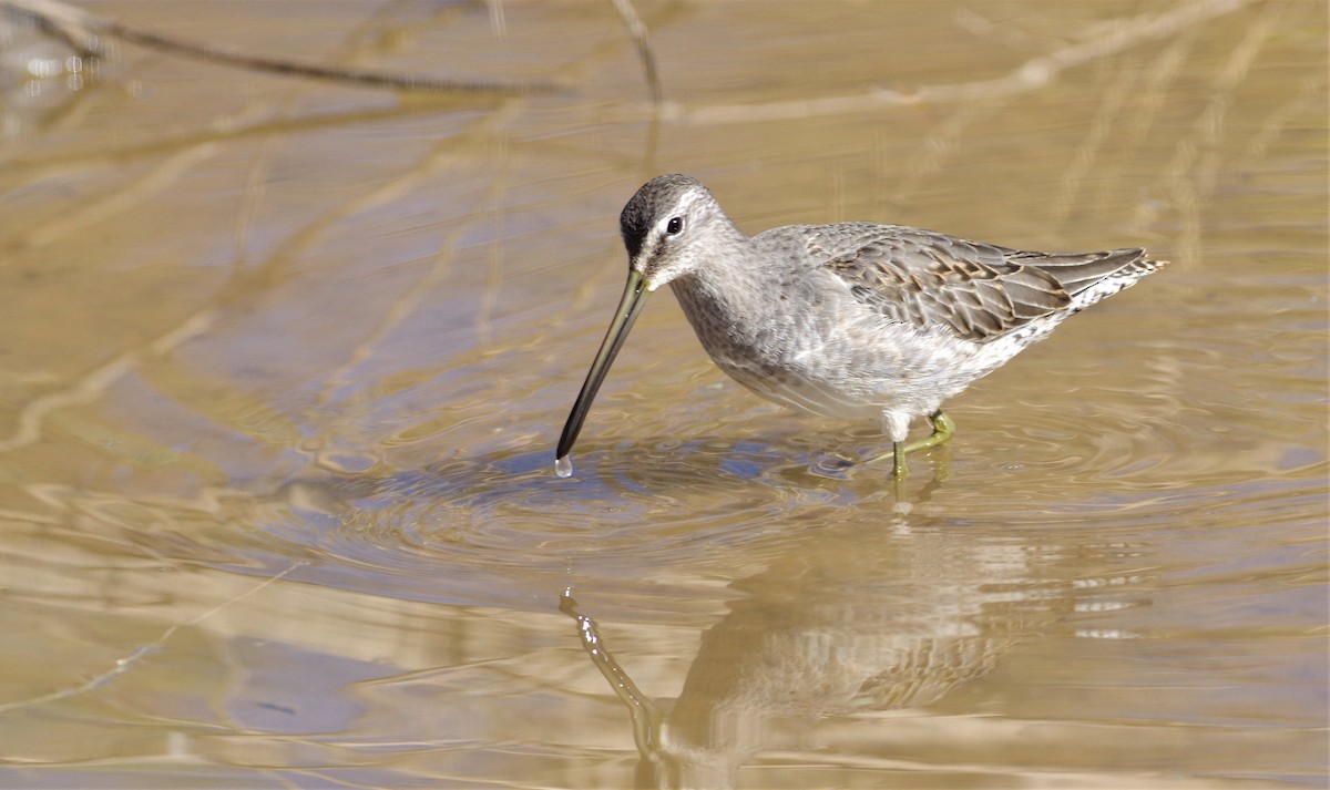 Long-billed Dowitcher - Brenda Wright