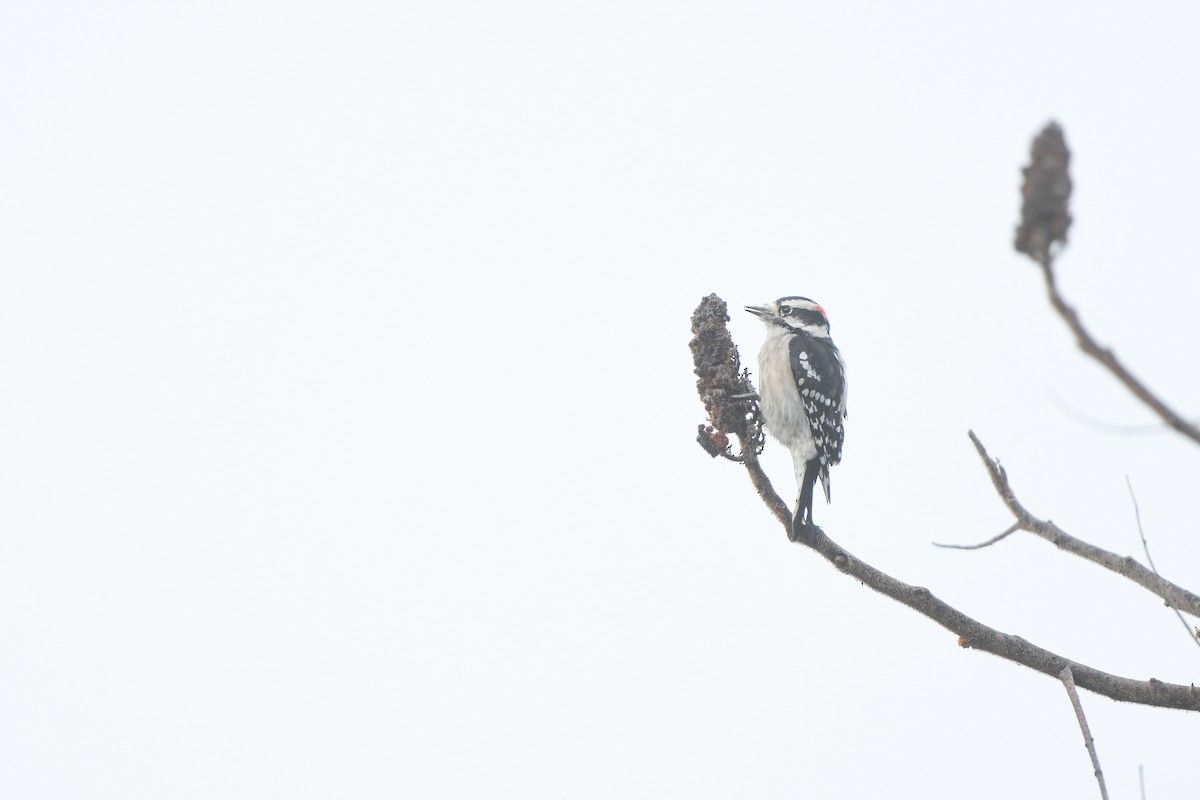 Downy Woodpecker (Eastern) - ML182354731