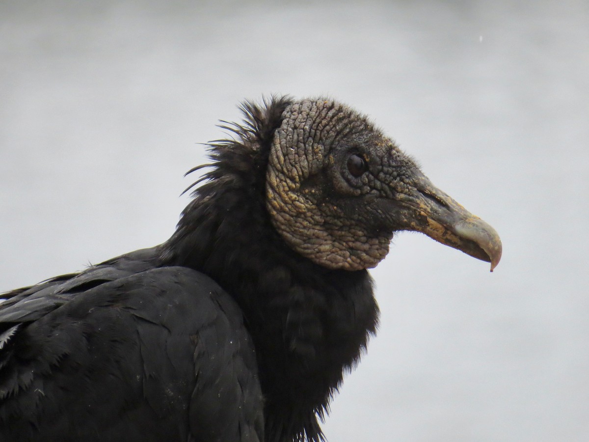 Black Vulture - ML182356011