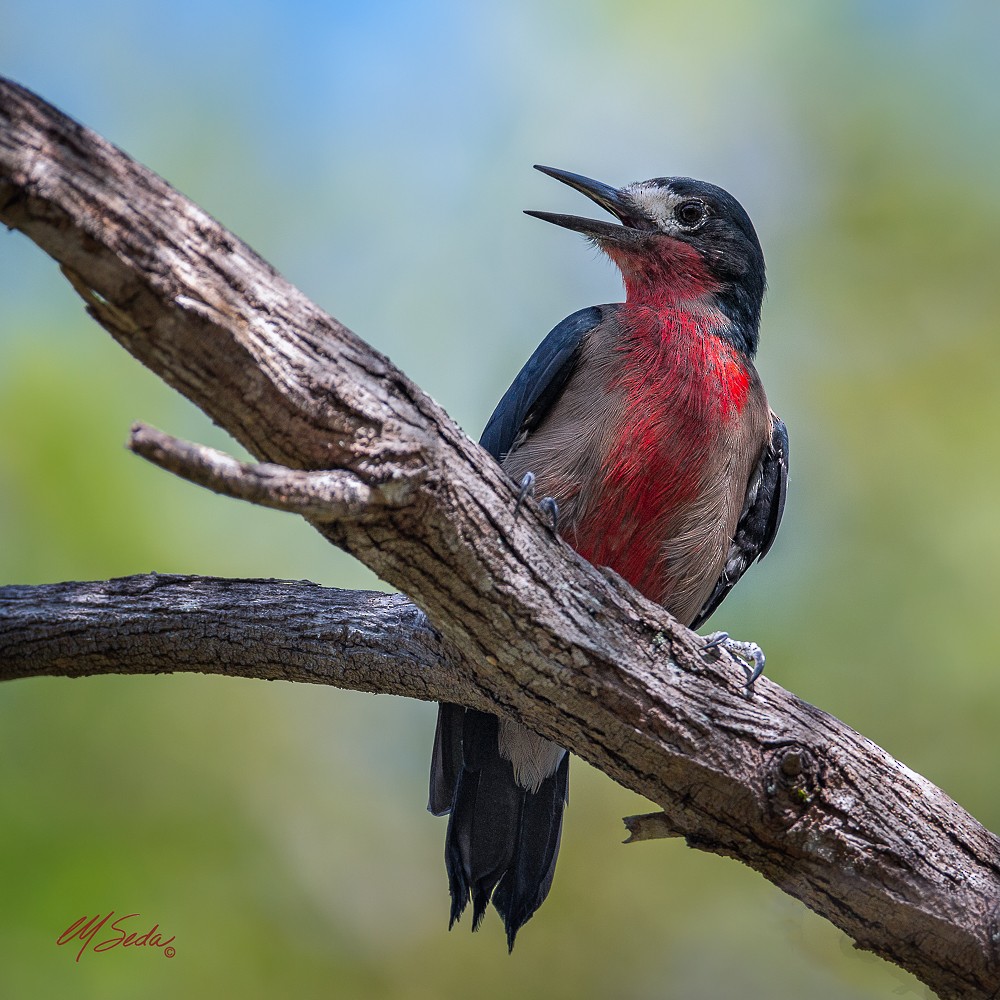 Puerto Rican Woodpecker - Manuel Seda