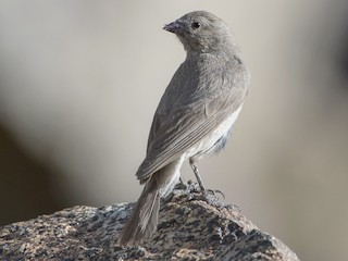 雌鳥 - Saurabh Sawant - ML182363851