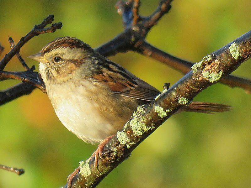 Swamp Sparrow - Tracy The Birder