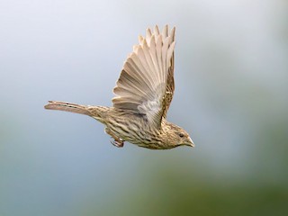 นกเพศเมียเต็มวัย - Craig Brelsford - ML182365481