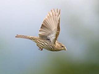 Amazon.co.jp: マボロシの鳥 (幻冬舎文庫) 電子書籍: 太田光