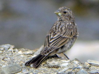 Молодая птица - Harshavardhan Jamakhandi - ML182365491