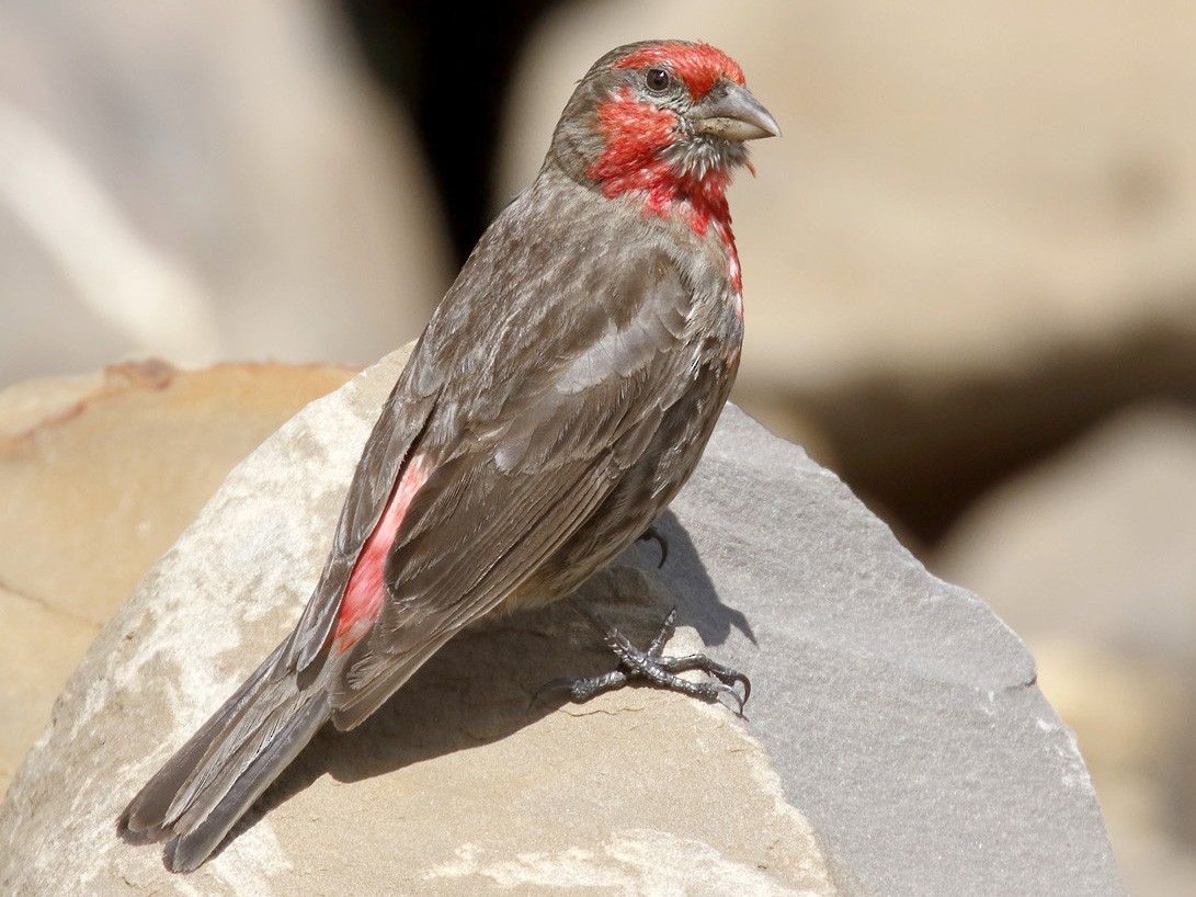 Red-fronted Rosefinch - Dave Curtis