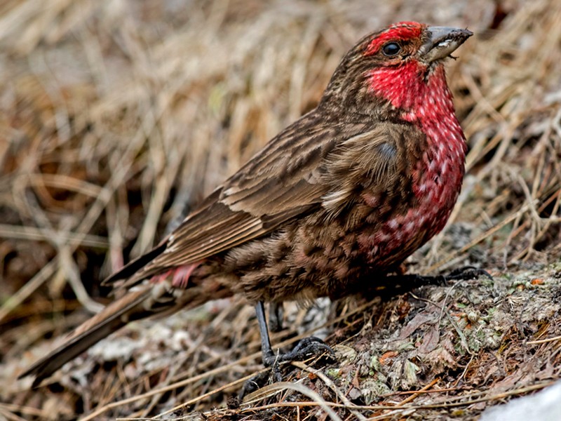 Red-fronted Rosefinch - Yogish Holla