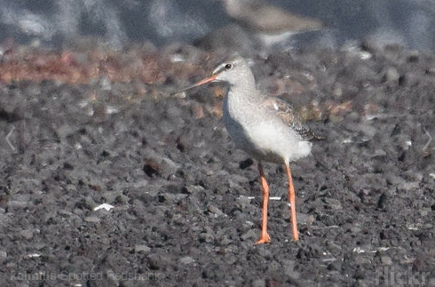 Spotted Redshank - ML182365801
