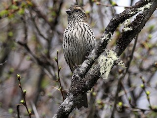 Female - Charley Hesse TROPICAL BIRDING - ML182366321