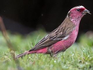  - Chinese White-browed Rosefinch