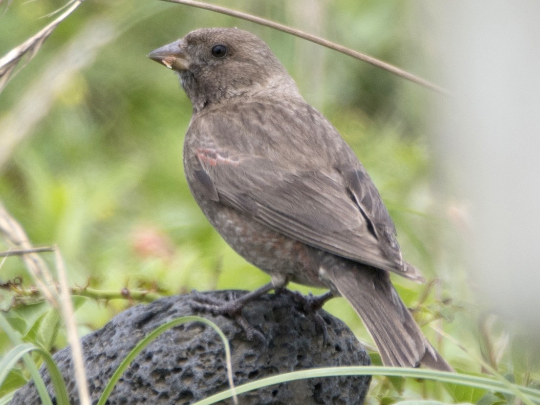 Asian Rosy-Finch - Anonymous