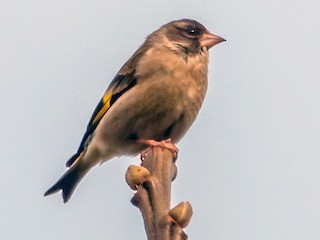 雌性成鳥/未成年雄鳥 - Balaji P B - ML182366871