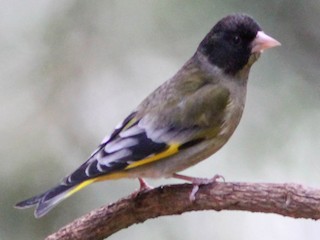 Greenfinch breeding hot sale