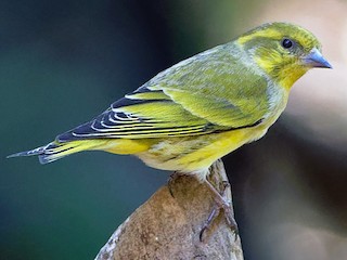 Tibetan Serin - eBird