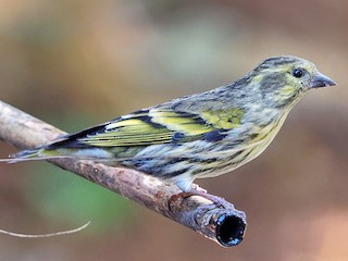 標本 Tibet Tettigoniidae sp. 29mm Tibetan Serin - eBird