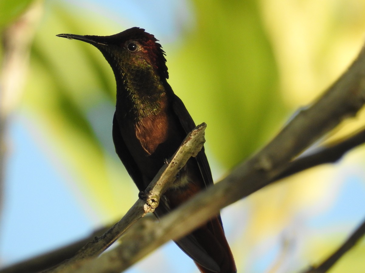 Ruby-topaz Hummingbird - Eduardo Rafael  Lázaro Arroyo