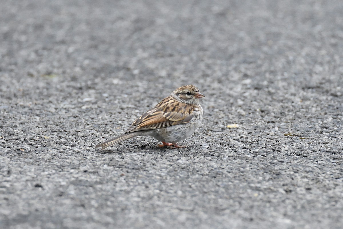 Chipping Sparrow - ML182378001