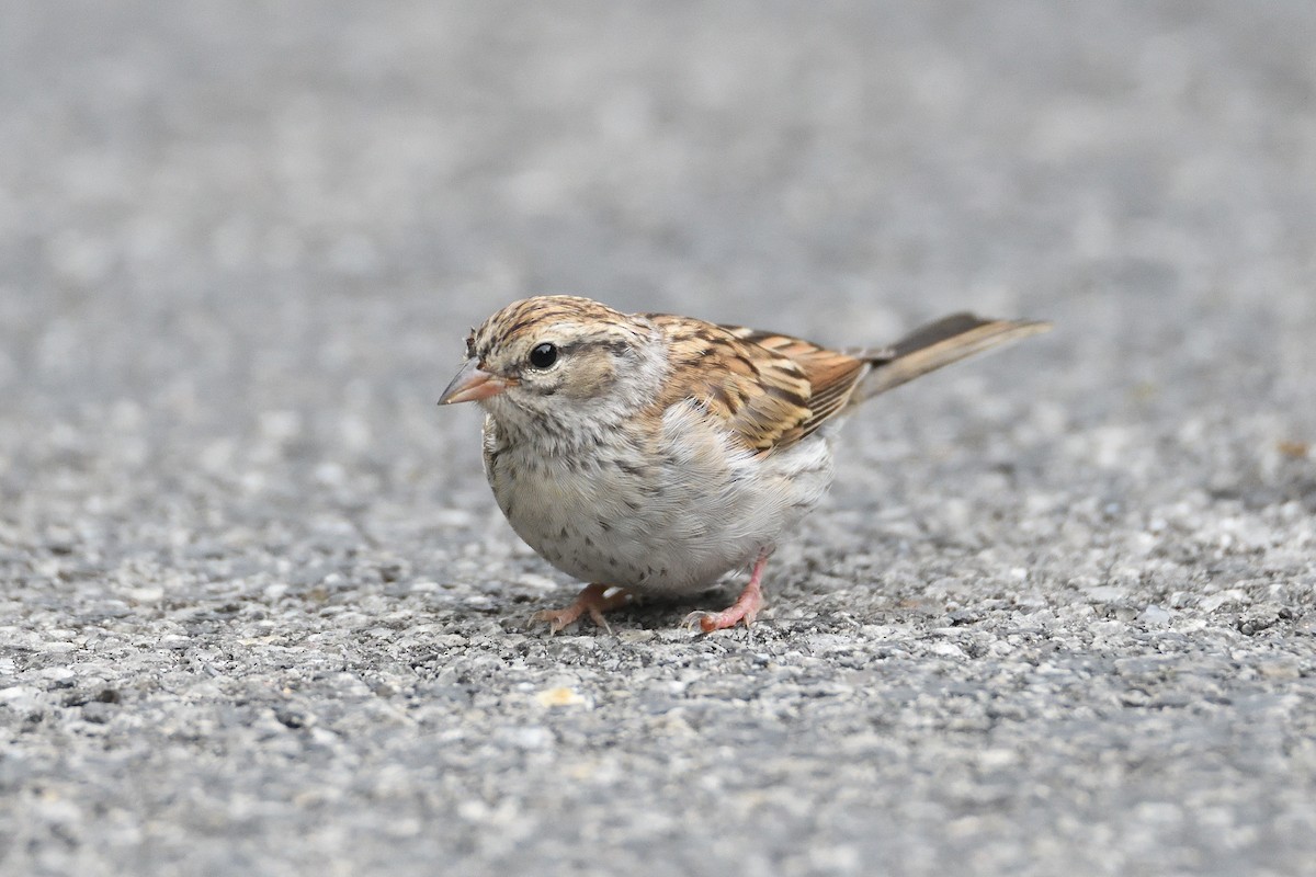 Chipping Sparrow - ML182378011