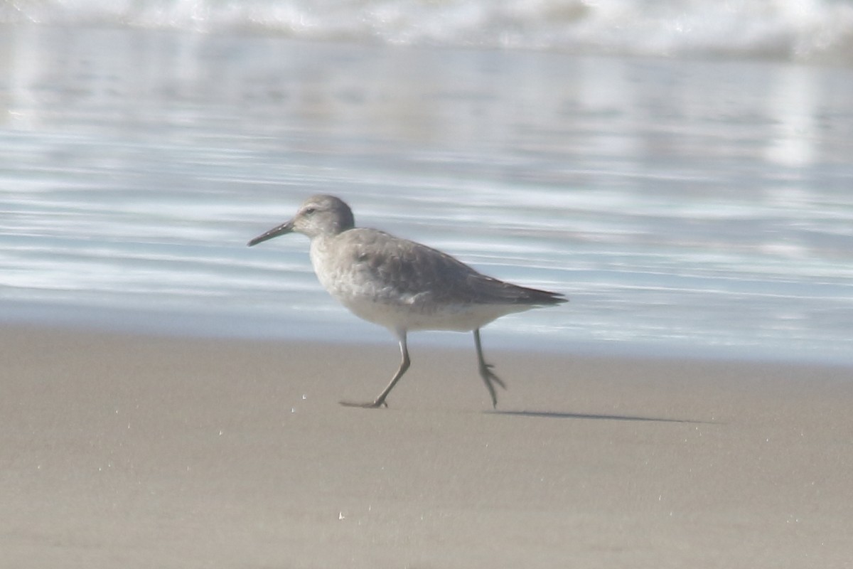 Red Knot - ML182378641