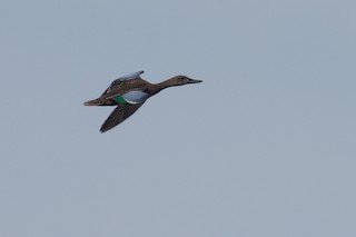 Blue-winged Teal, ML182378801