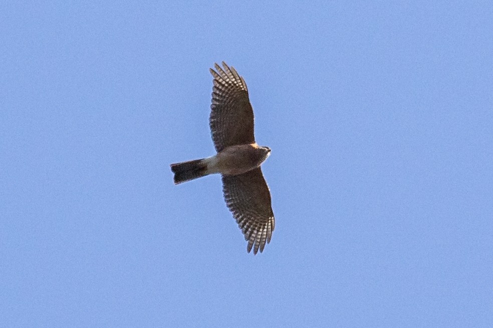Collared Sparrowhawk - Ramit Singal