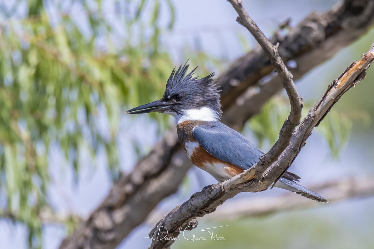 Belted Kingfisher - ML182382341