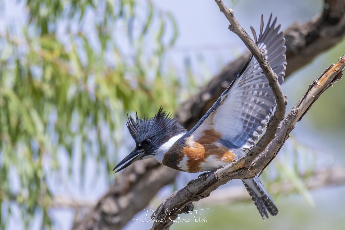 Belted Kingfisher - ML182382351