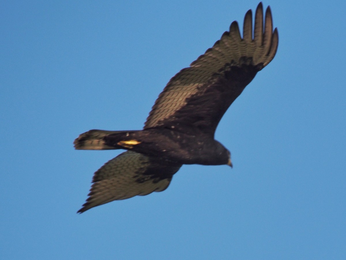 Zone-tailed Hawk - ML182383251