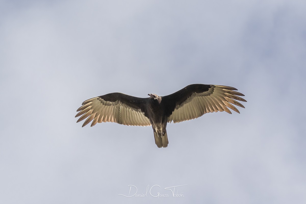 Turkey Vulture - Daniel  Garza Tobón