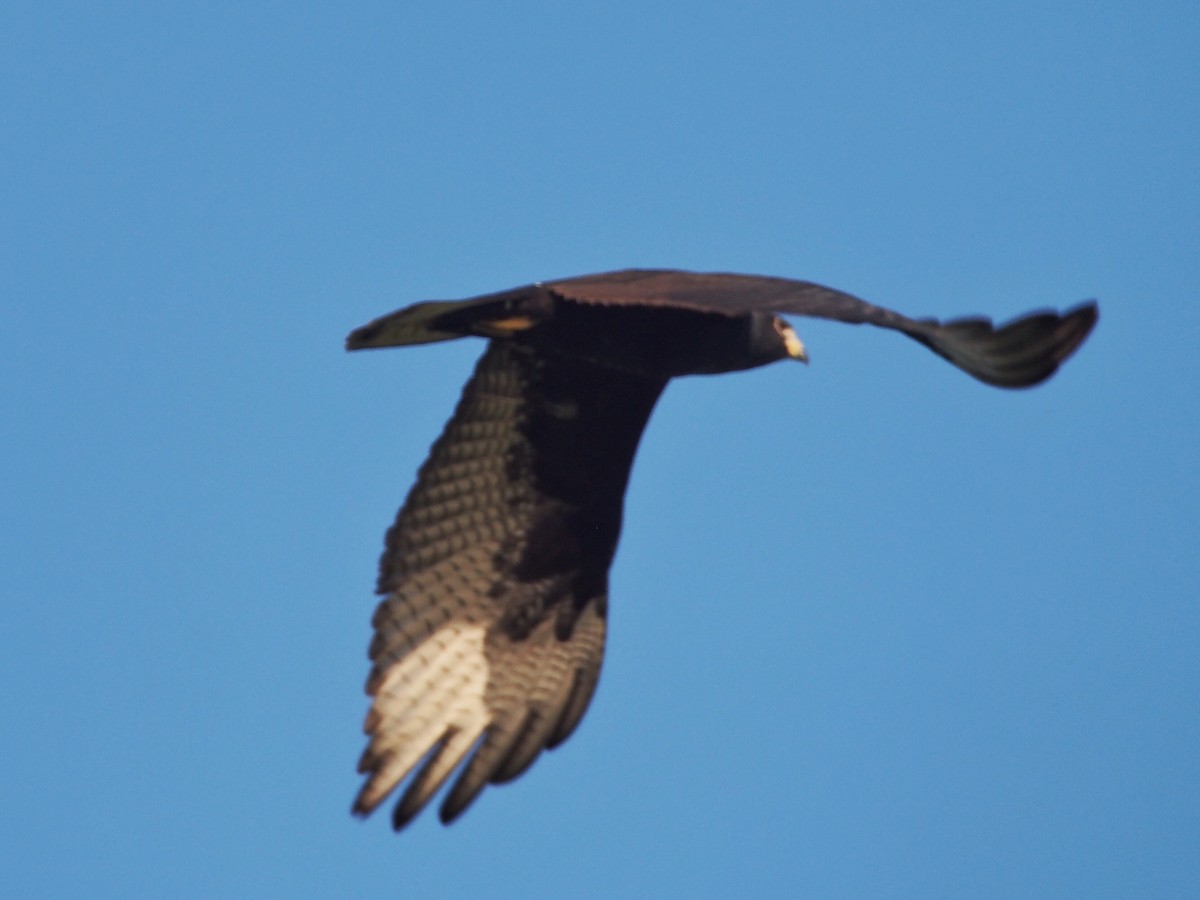 Zone-tailed Hawk - Gjon Hazard