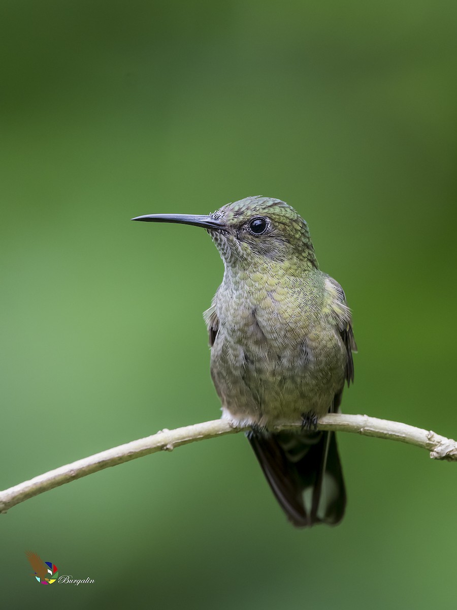 Scaly-breasted Hummingbird - ML182383701