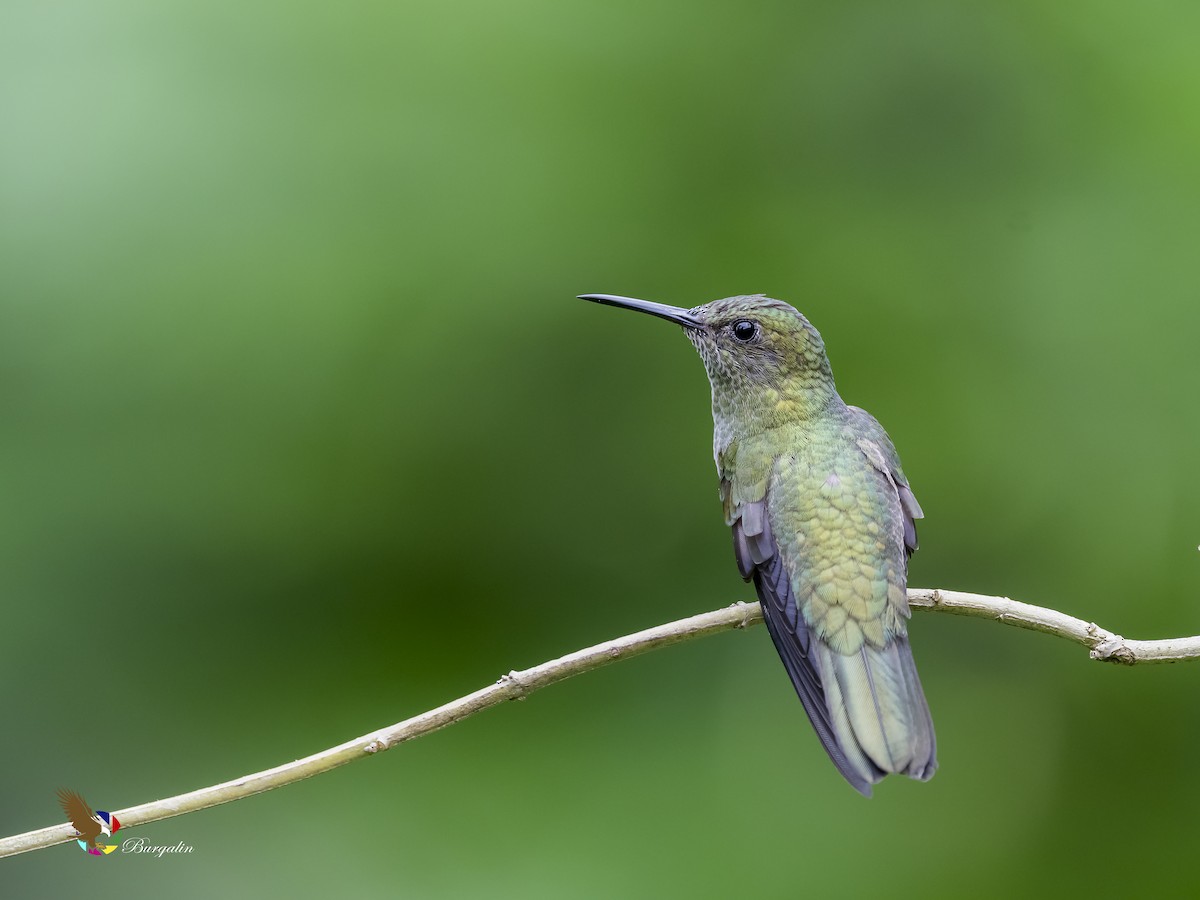 Scaly-breasted Hummingbird - fernando Burgalin Sequeria