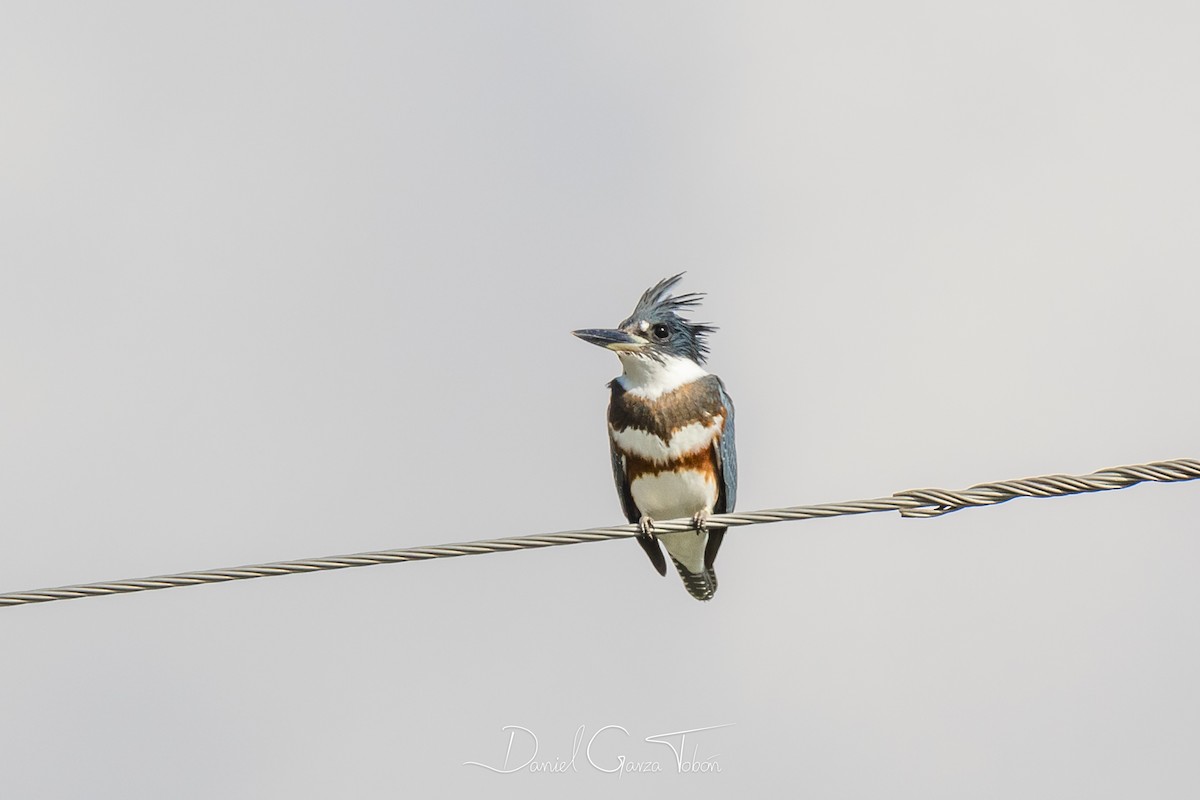 Belted Kingfisher - ML182384151