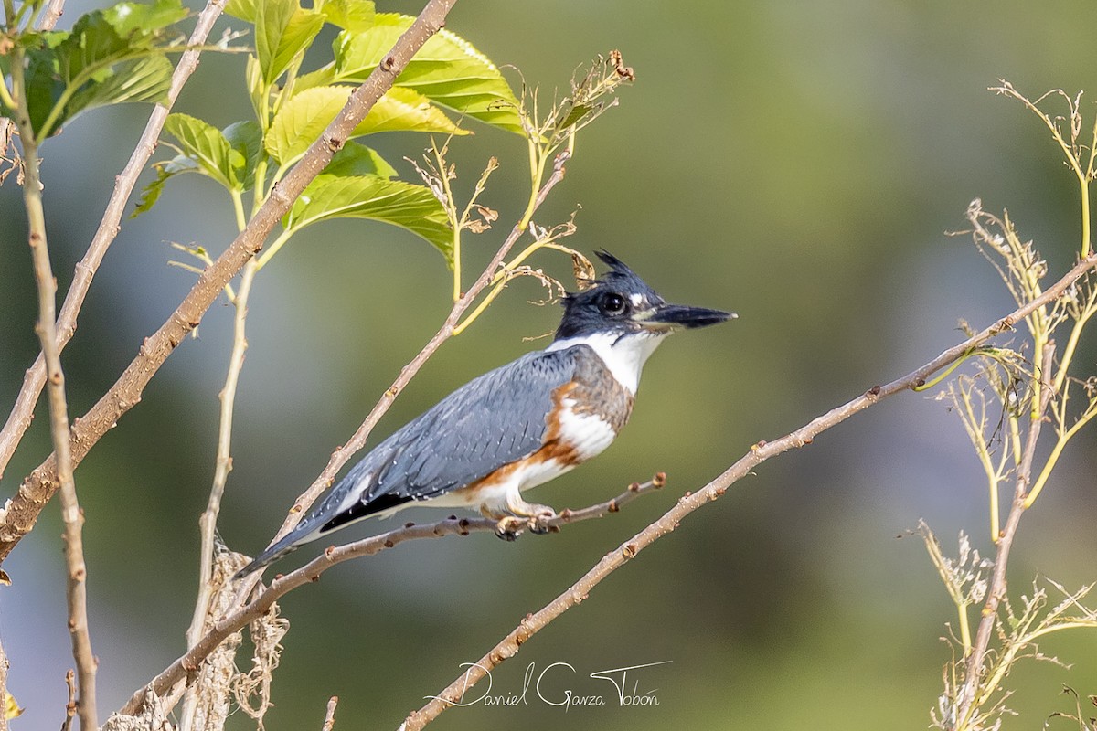 Belted Kingfisher - ML182384161