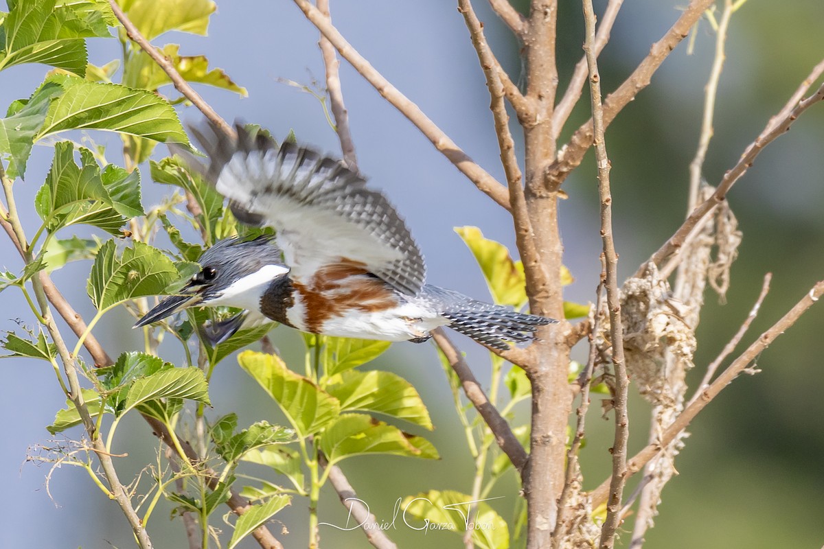 Belted Kingfisher - ML182384181